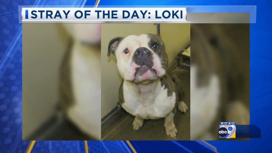Still Waiting Wednesday: Meet Loki 6/11/25