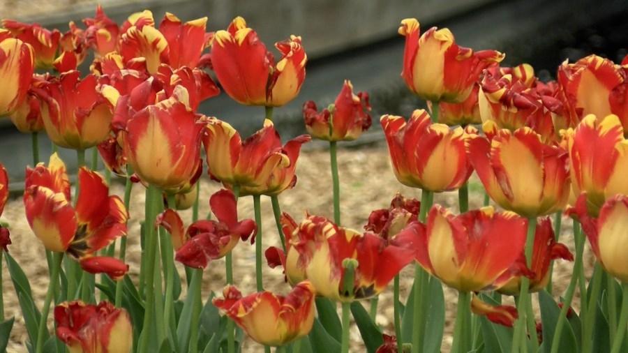 Orange City preparing for 2025 Tulip Festival
