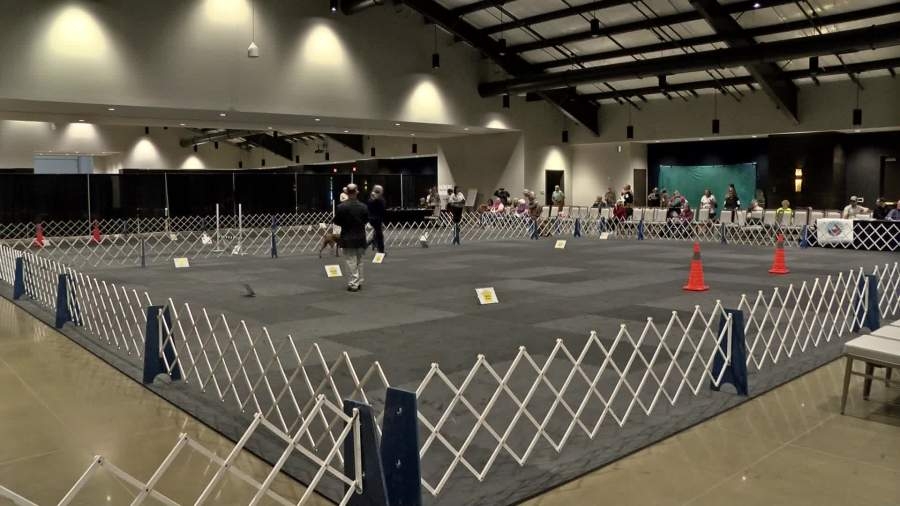 National dog club holds specialty & companion competition in South Sioux City