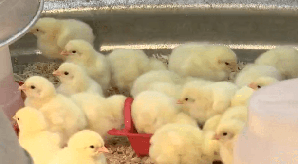 More people buying chickens to combat high egg prices