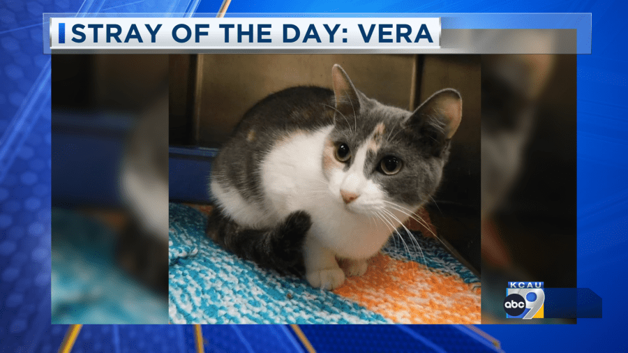 Stray of the Day: Meet Vera 6/2/25