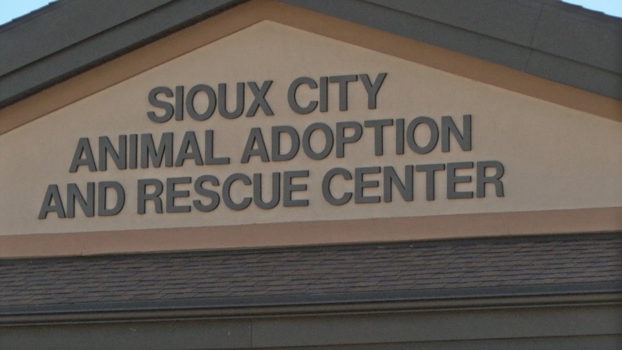 ‘Bunnies and Buddies' photo shoot to return at Sioux City Animal Adoption & Rescue