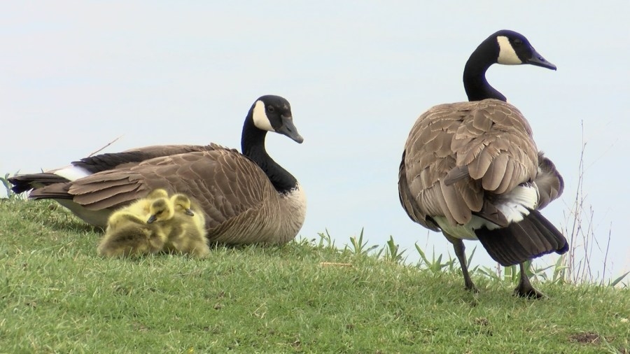 Iowa DNR says to stay away from goose nests