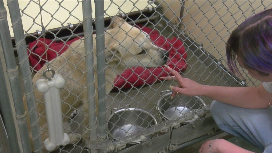 Dogs found in red-tagged Sioux City home; Teenagers may face charges for fake dog rescue