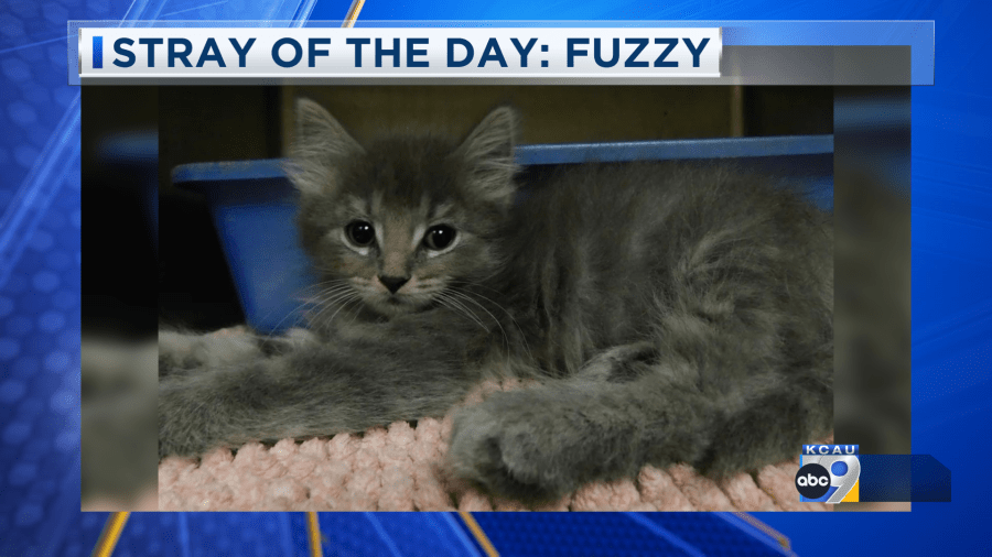Stray of the Day: Meet Fuzzy 6/10/25
