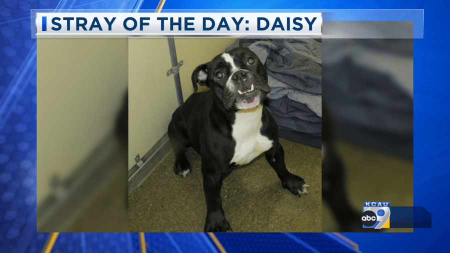 Stray of the Day: Meet Daisy 6/5/25