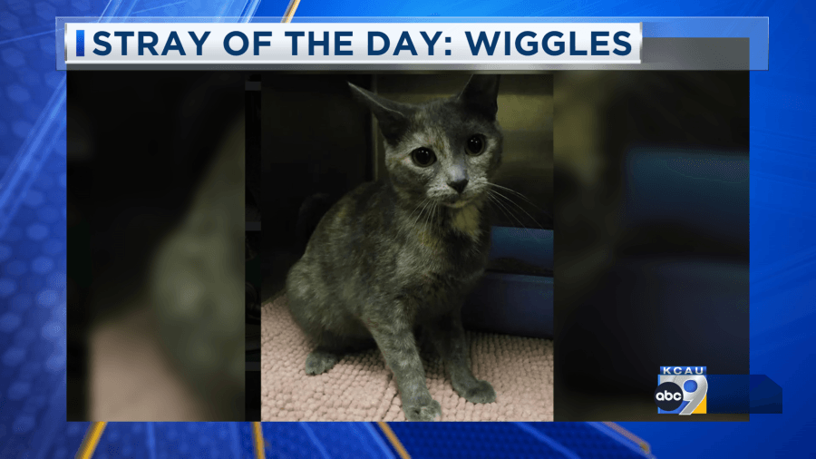 Stray of the Day: Meet Wiggles 6/3/25