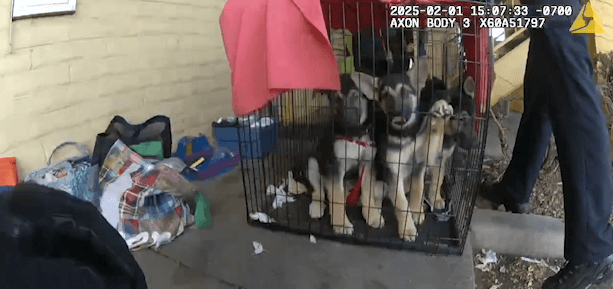 Body cam: Officers confront owner of 11 puppies rescued from Wheat Ridge motel