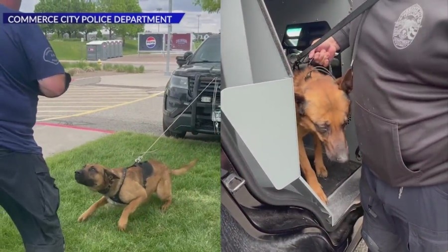 Commerce City police to begin using K-9 patrol dogs again