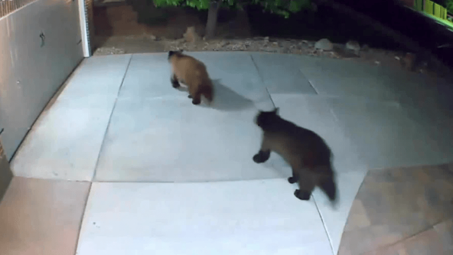 Watch: 2 bears roam around home in Castle Rock