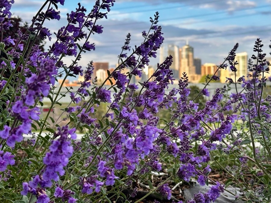 Denver weather: Mild Sunday, but warmer and drier next week