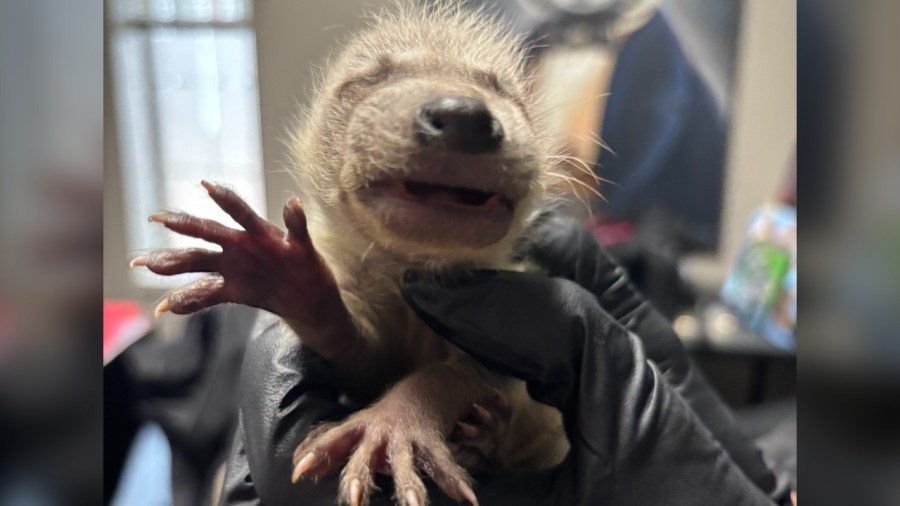 Baby raccoon in Boulder brought back to life with compressions