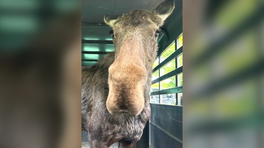 Officers go on ‘wild Moose chase' in Arvada: Police