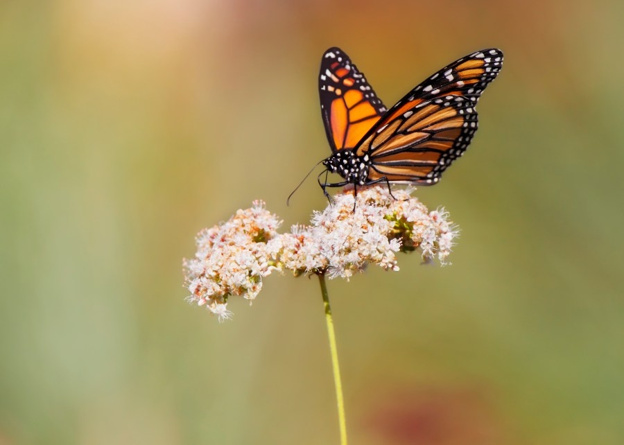 Monarch butterflies to migrate through Colorado this spring; what you need to know
