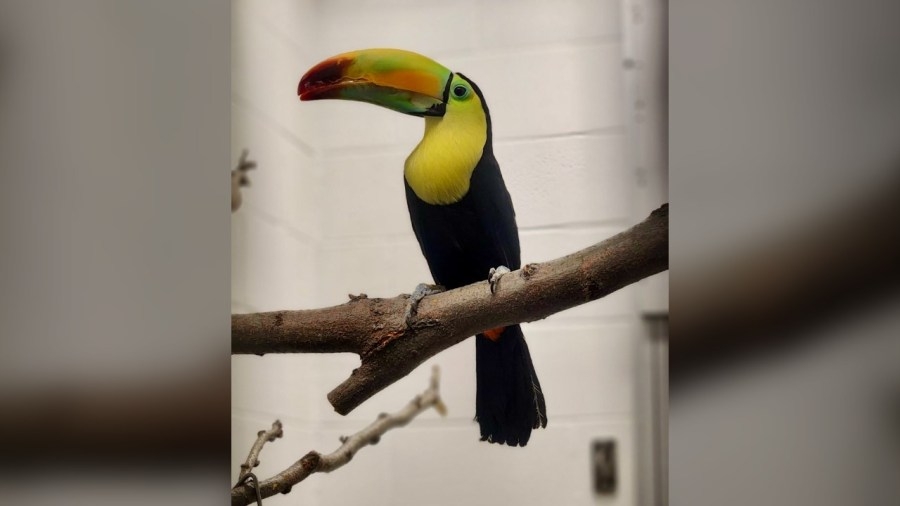 Toucan relocated from SeaQuest to Denver Zoo euthanized after medical battles