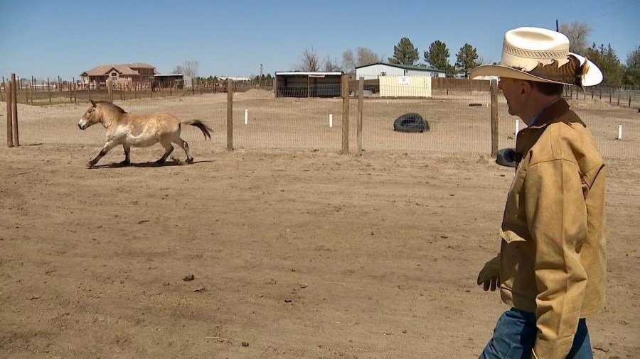 Rare horse finds new home in Aurora