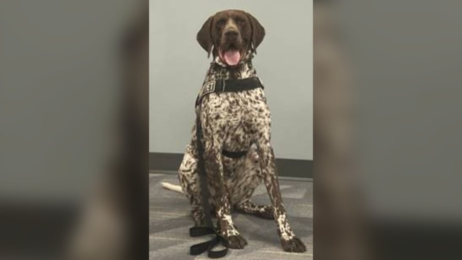 Protection for a pup: Denver K-9 to receive donated body armor