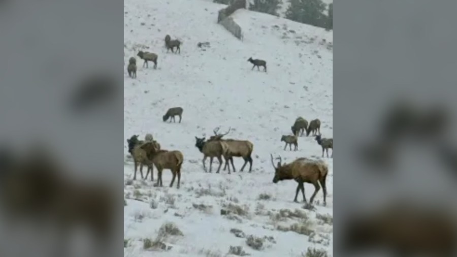 Cattle rancher being compensated for damage caused by elk
