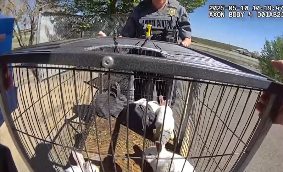 18 abandoned rabbits found by dumpster in Golden