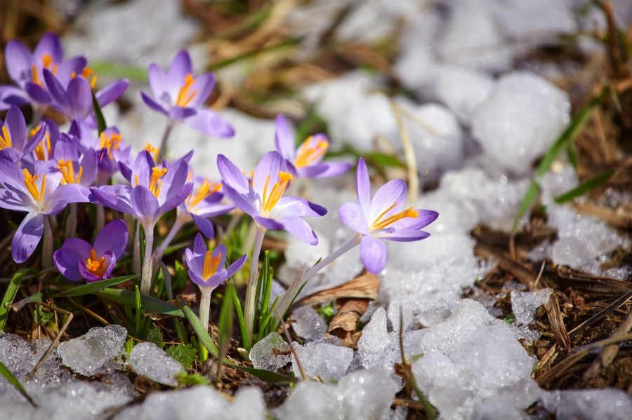 Timing, totals and impacts of Thursday through Saturday snowstorms