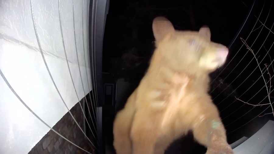 Caught on camera: Bears spotted in Castle Pines after emerging from hibernation