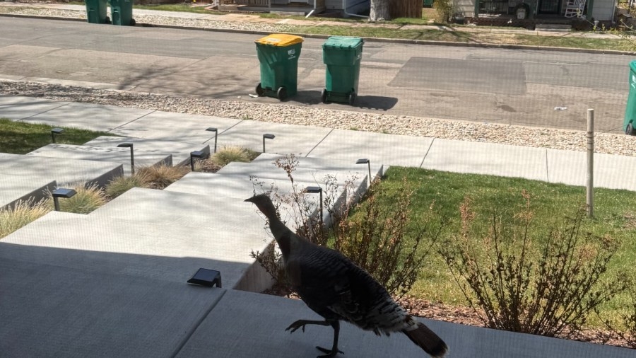 Seeing turkeys roaming around the Denver metro area? Here's why