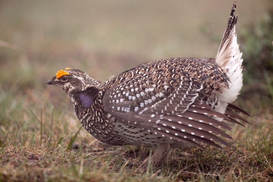Why Colorado Parks and Wildlife wants you to report sightings of this bird