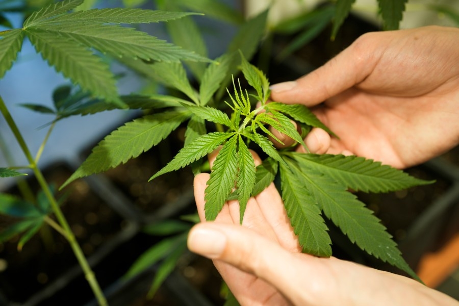 Former Cherry Hills Village resident, hemp business owner facing federal charges