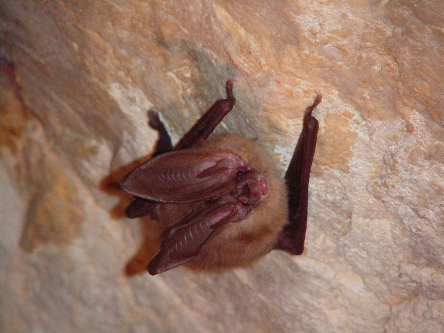 Invasive, deadly fungus affecting bats found in Rocky Mountain National Park