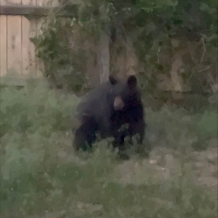 Residents asked to close doors, windows after bear sighting in Aurora neighborhood