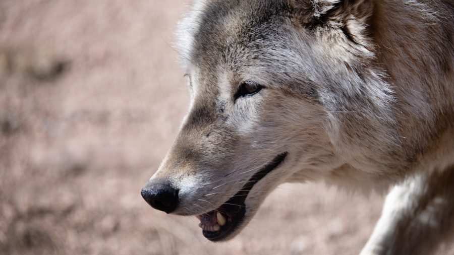 New wolf activity map released as ranchers report Memorial Day weekend livestock attacks