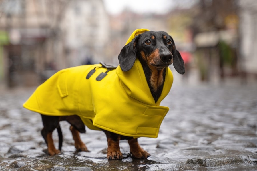Denver weather: More showers, storms and cooler temps