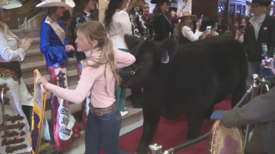 National Western Stock Show: 98 junior livestock champions fetch record-breaking amount