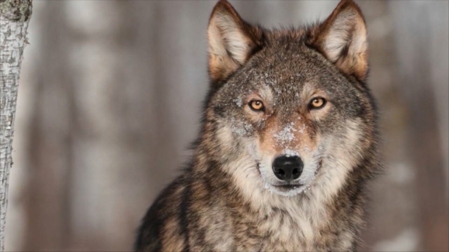 Colorado Parks and Wildlife kills grey wolf in Pitkin County after attacks on livestock