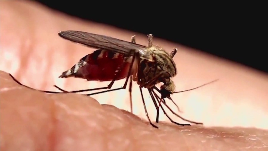 Denver cracks top 10 for first time in annual list of mosquito hotspots