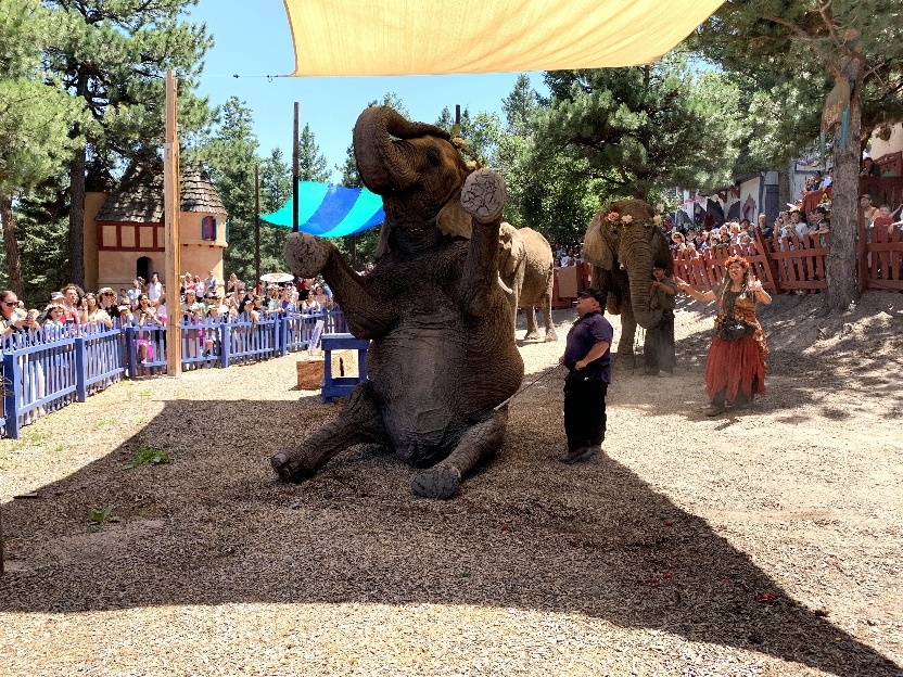 Colorado Renaissance Festival will not have elephant shows: PETA