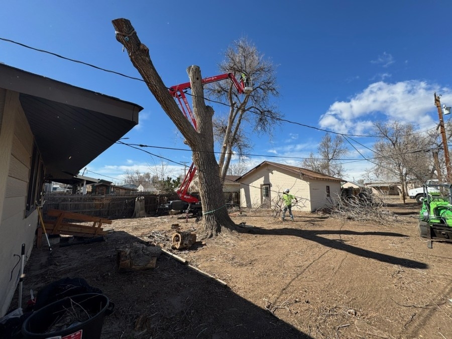 Community volunteers come together to help Brighton woman remove tree