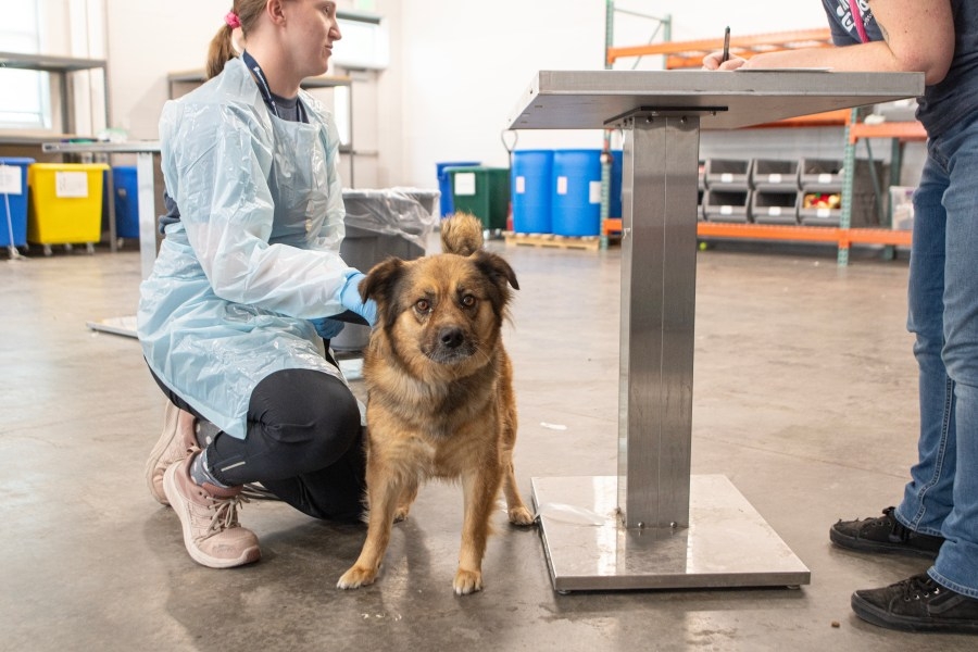 Colorado shelters open doors to dogs displaced by Kentucky storm