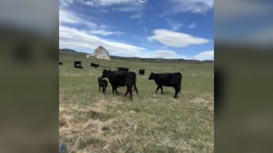 ‘Wolves don't take a day off': Kremmling ranchers said wolf reintroduction outpaced preparedness