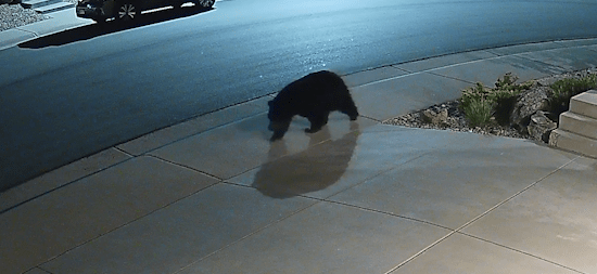 Bears spotted in Castle Rock neighborhood