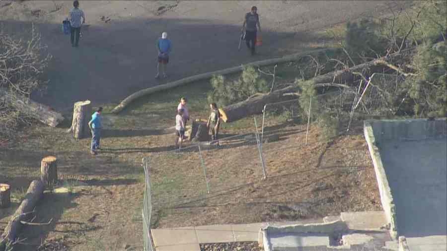 Residents take ‘Save Belmar Park' fight to court after large trees were cut down nearby