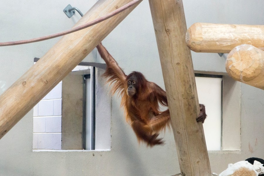 Orangutan escapes exhibit after a ‘malfunction' at Denver Zoo