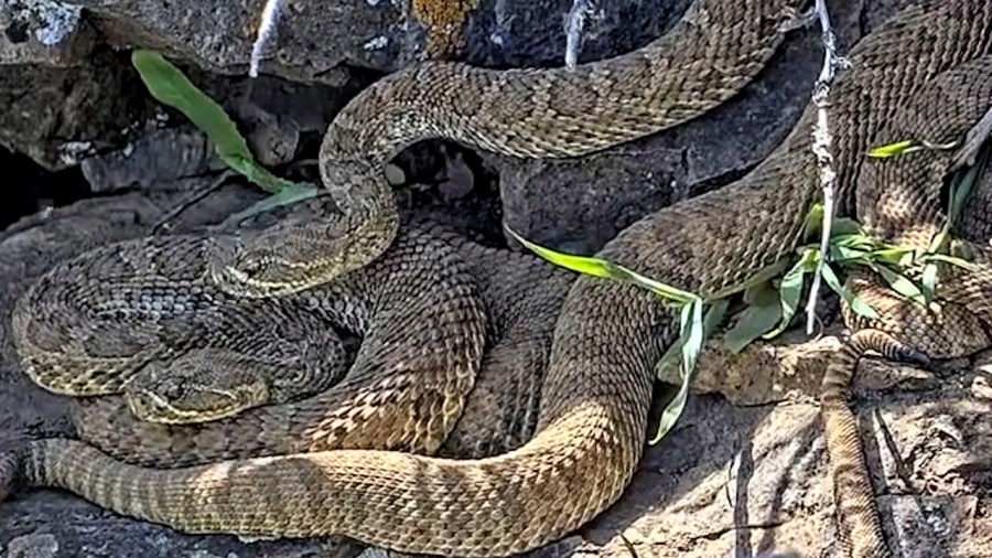 Rattlesnakes emerge from viral ‘mega den' of 2,000 rattlesnakes in Colorado