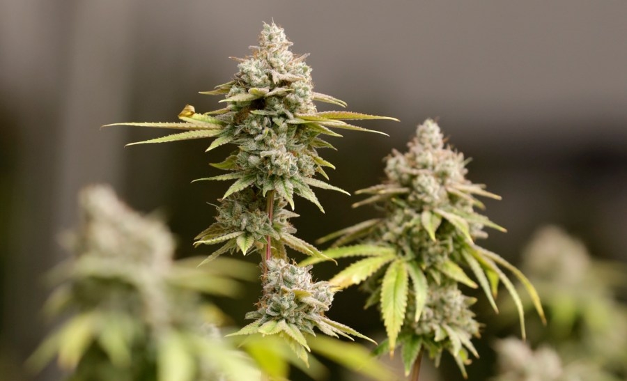 2 cannabis companies settle with Colorado AG for unlawful sales of hemp products