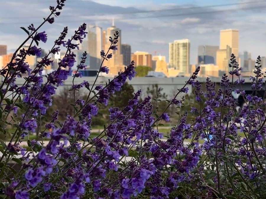 Denver weather: Sunny skies over weekend before showers next week