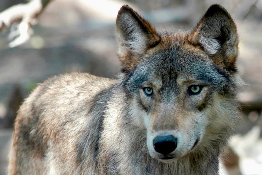 Stock growers react to Colorado wolf killed by Wildlife Services in Wyoming