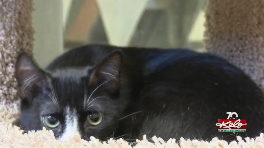 Cat cafe to no longer serve food