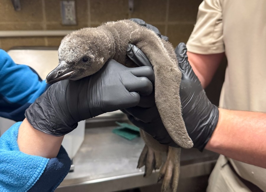 Penguin chick introduced at Sioux Falls Zoo
