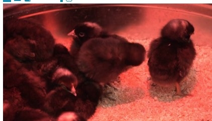 Tips on picking up chicks at Fleet Farm