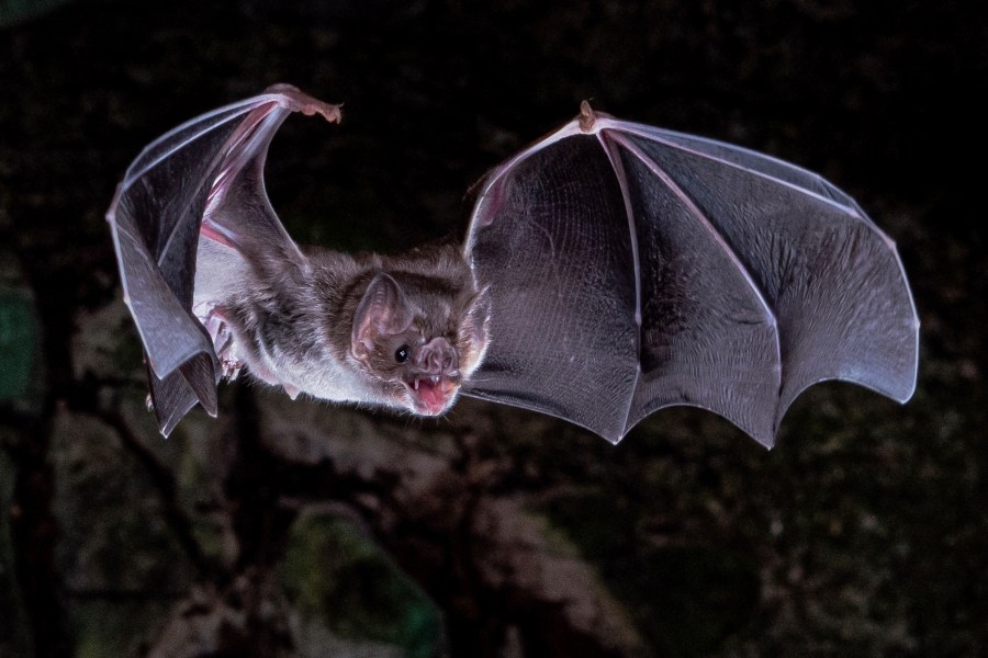 Bat tests positive for rabies at Great Plains Zoo